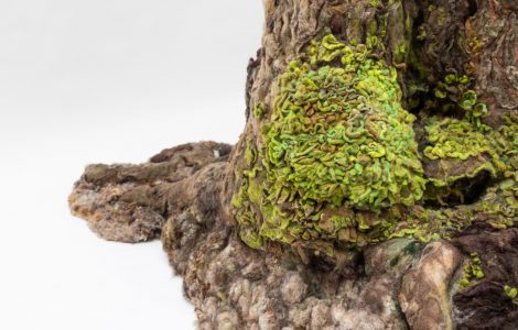 Výtvarné spektrum 2025 Edita Sabelová - Keď strom rozpráva, cena županky ŽSK